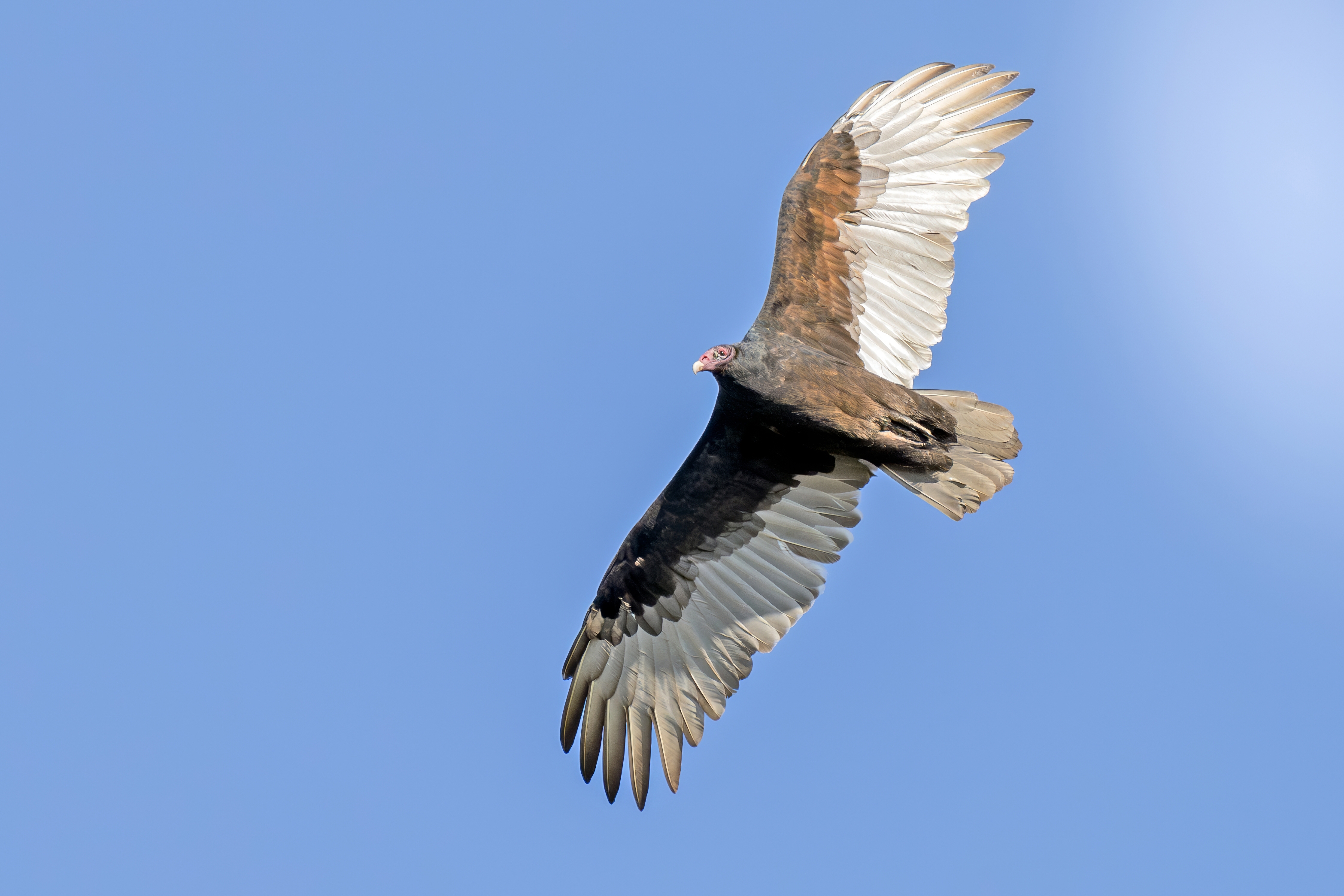 496A1576-Big ugly turkey vulture.jpg