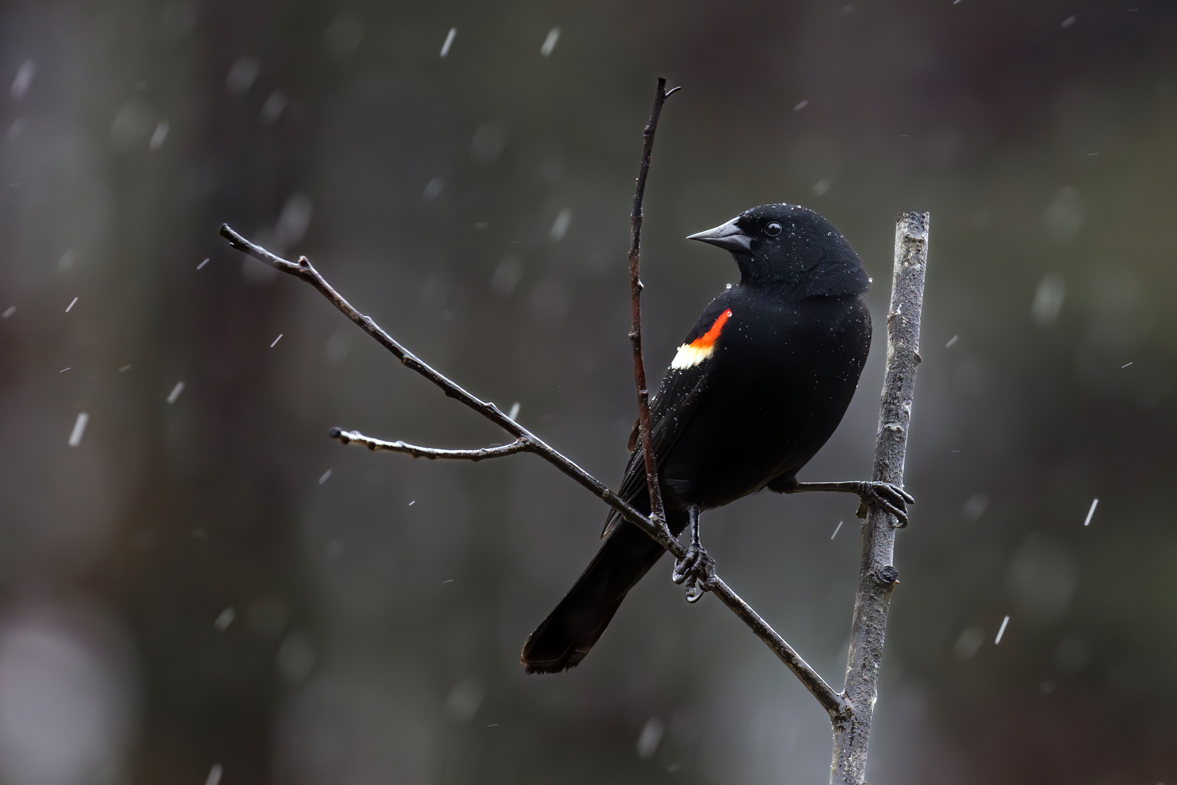 496A3503-Redwing blackbird.jpg