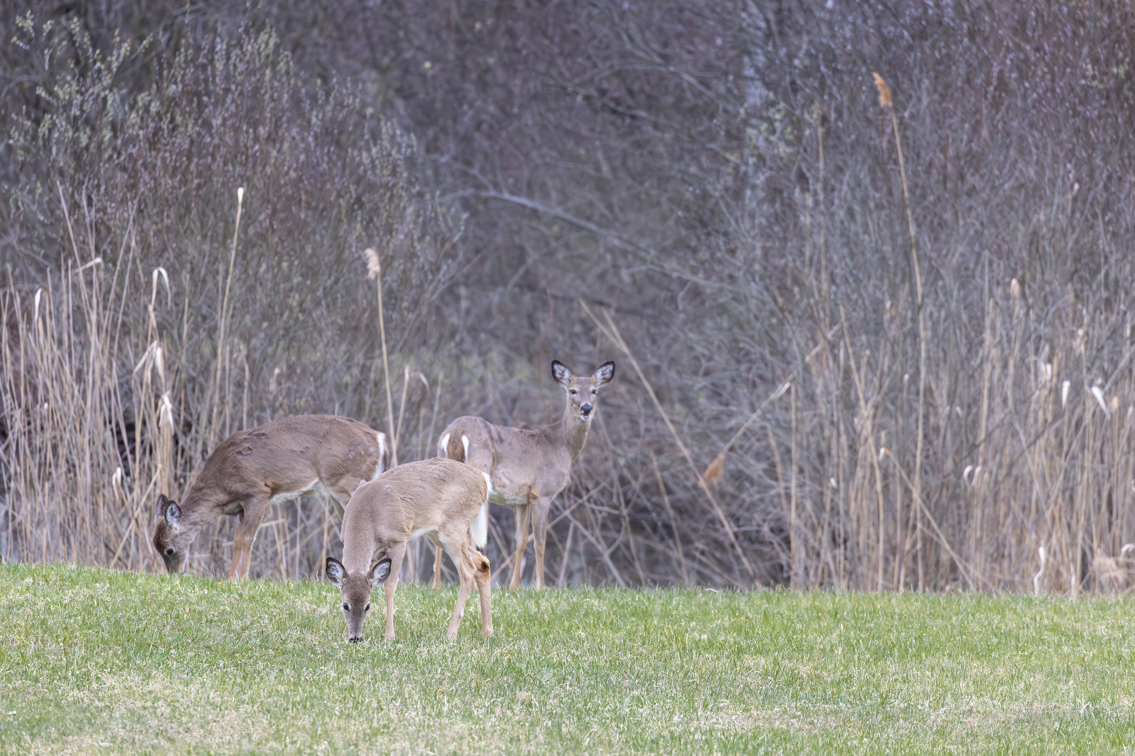 496A3838-Enhanced-NR.jpg