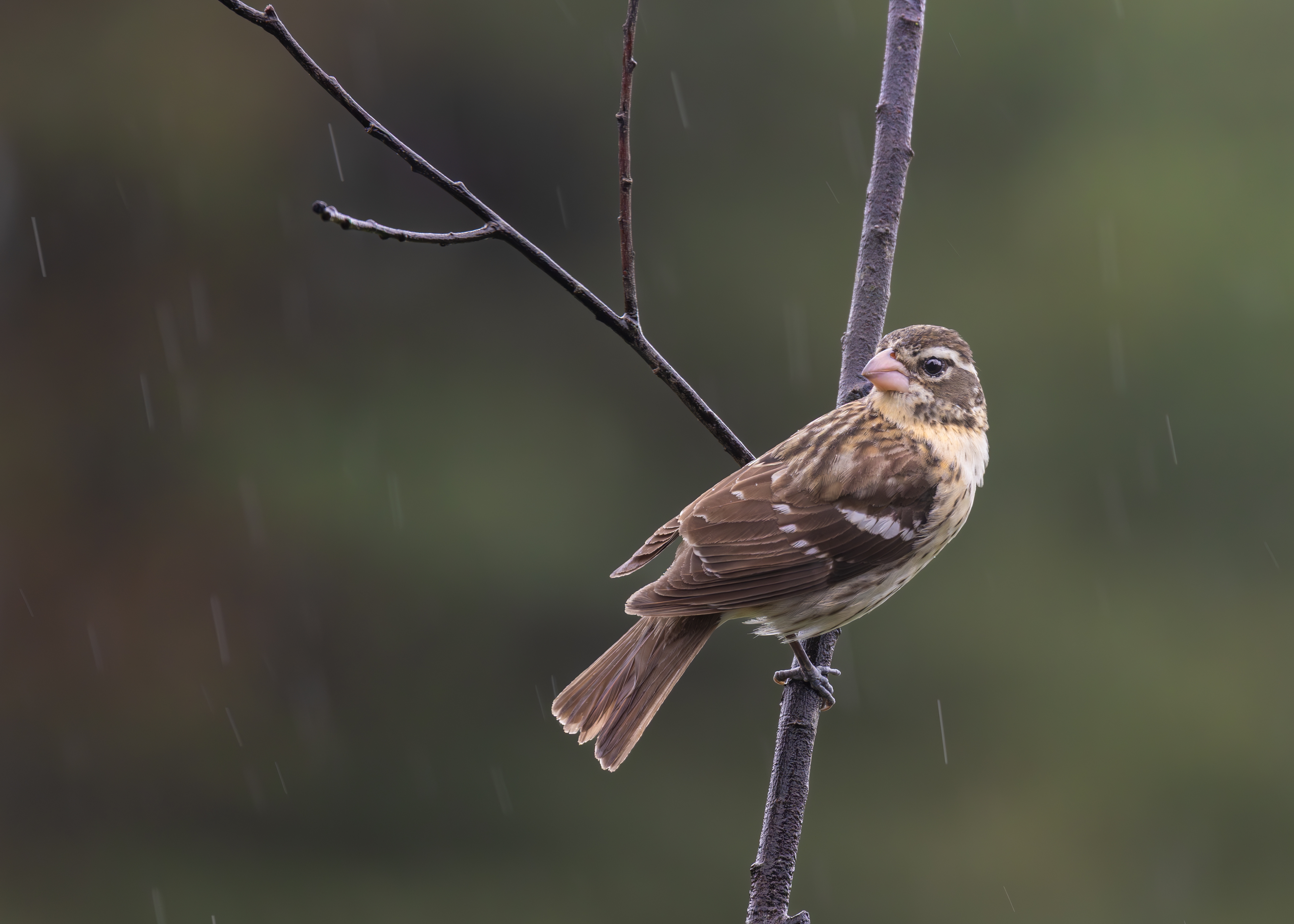 496A4379-Female Grosbeak.jpg