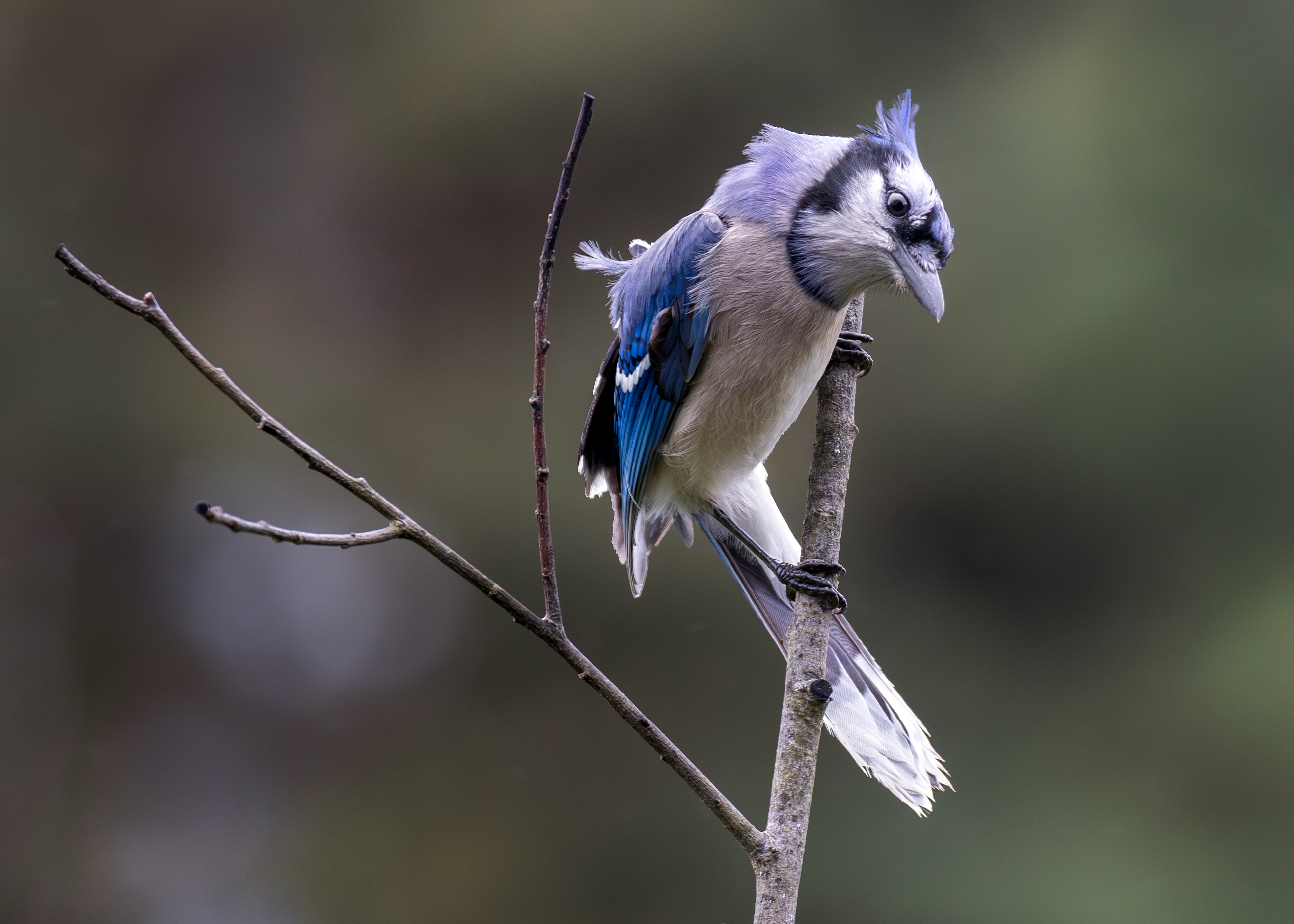 496A4446-Windy Blue Jay.jpg