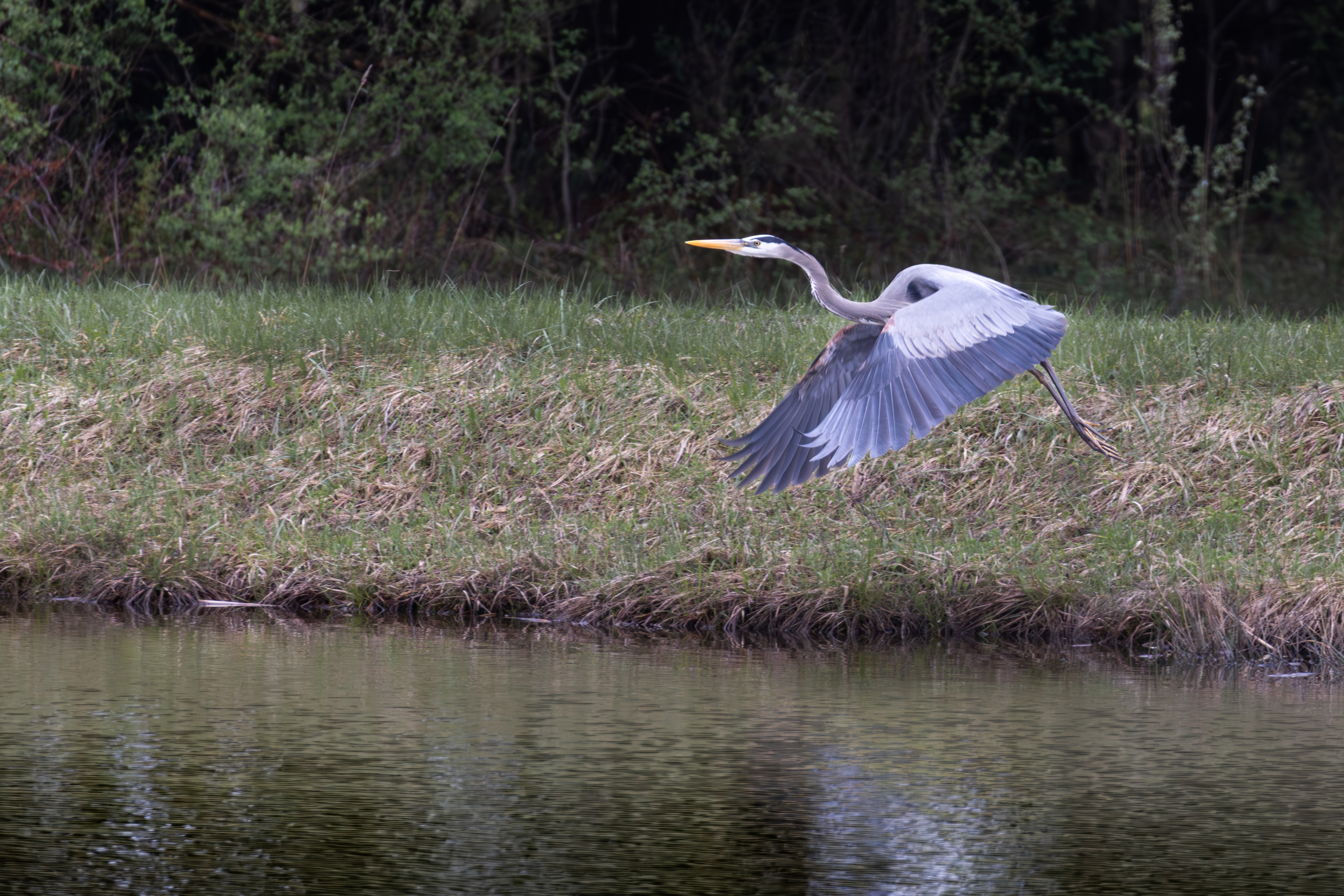 496A4454-Blue Heron.jpg