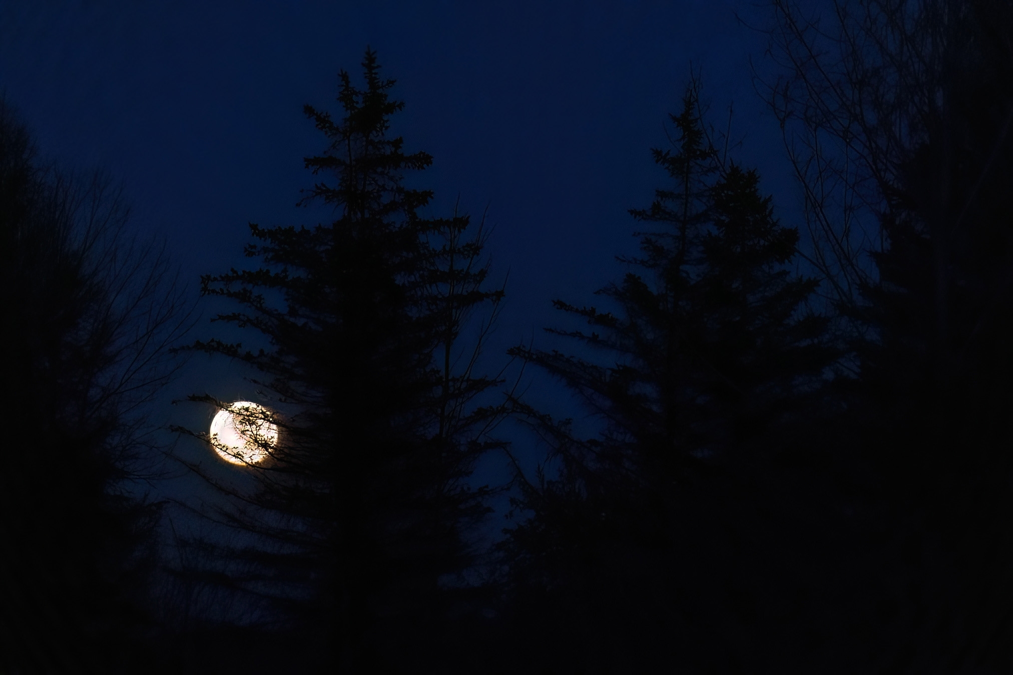 496A4657-DeNoiseAI-low-light.jpg
