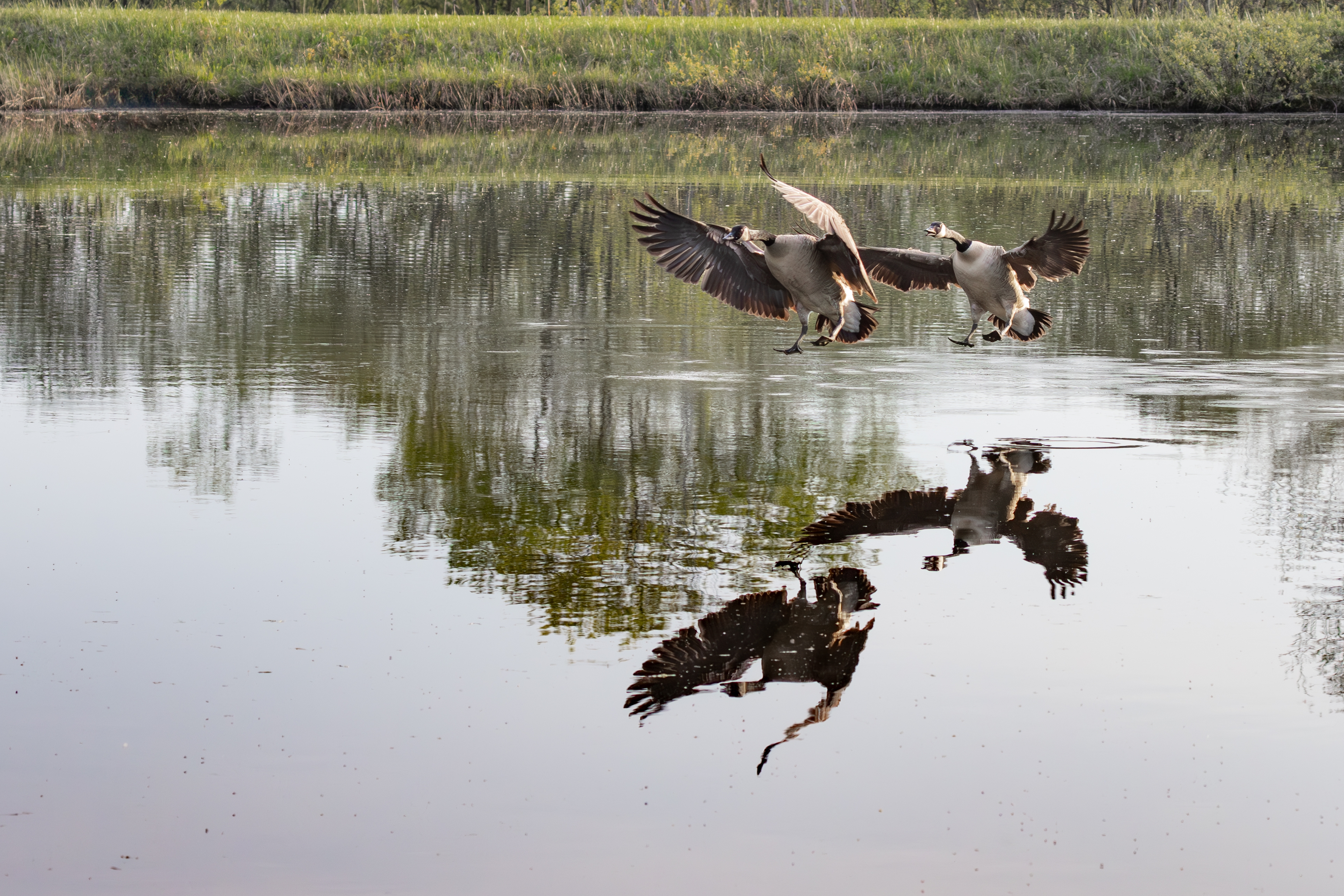 496A5190-geese landing.jpg