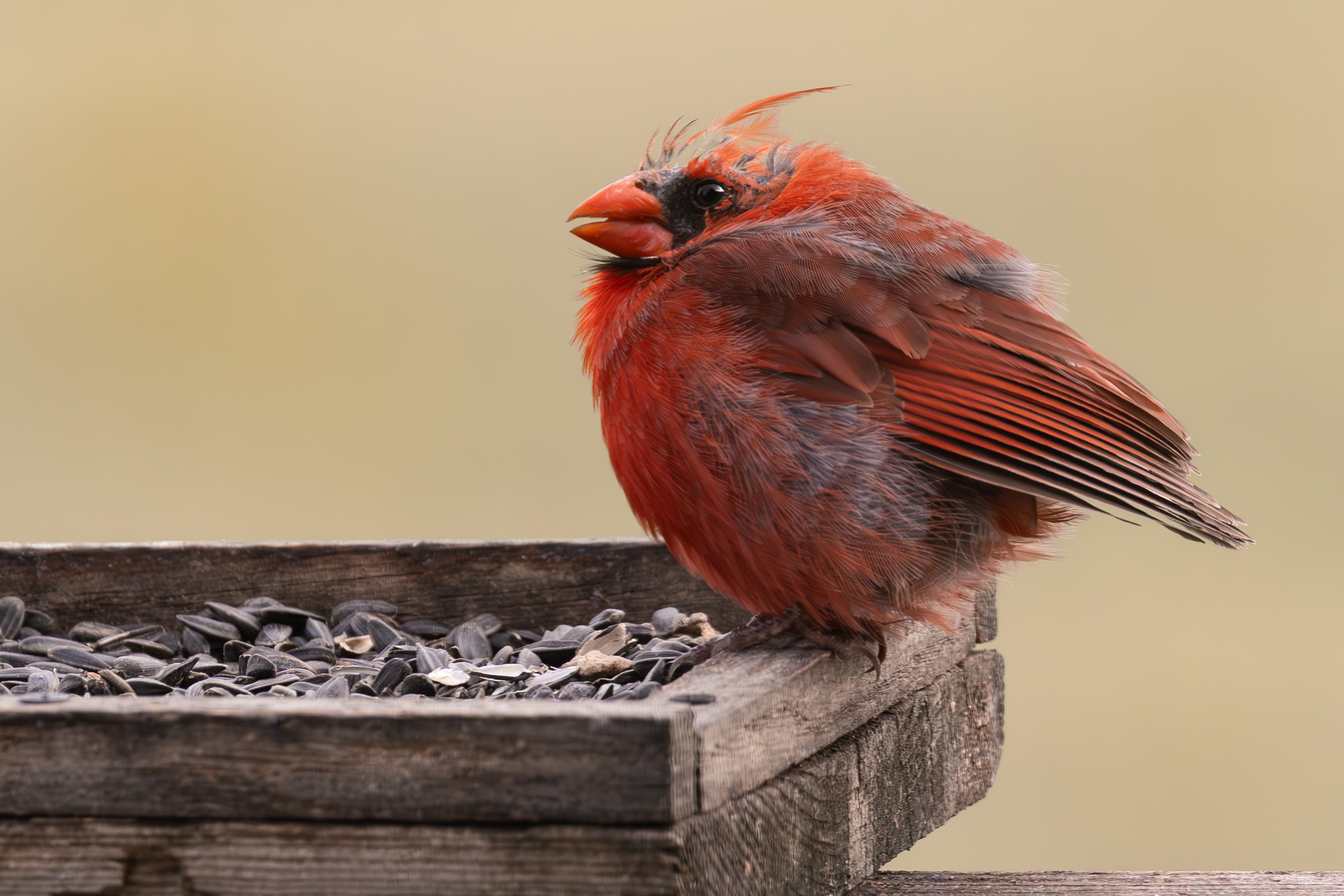 496A5506-Bald Cardinal.jpg