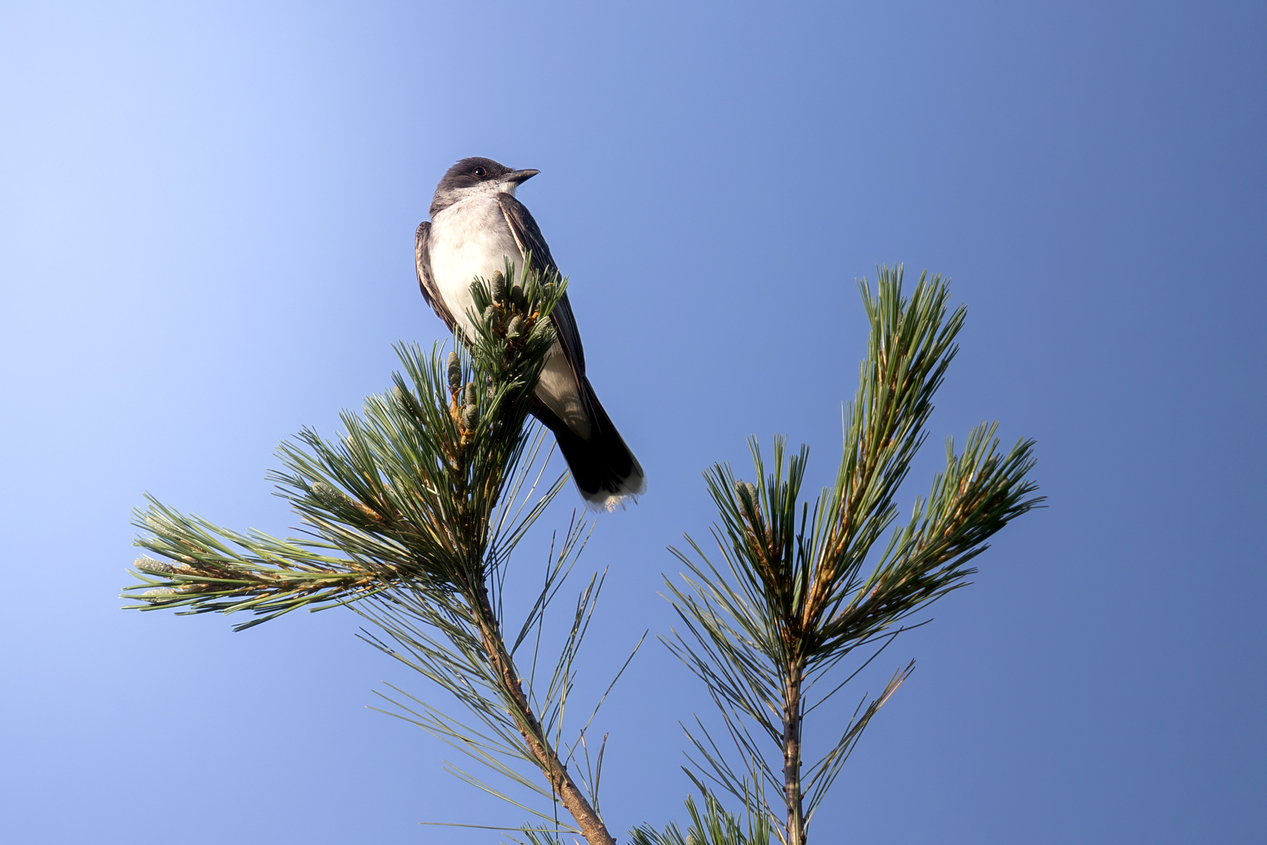 496A5774-Kingbird.jpg