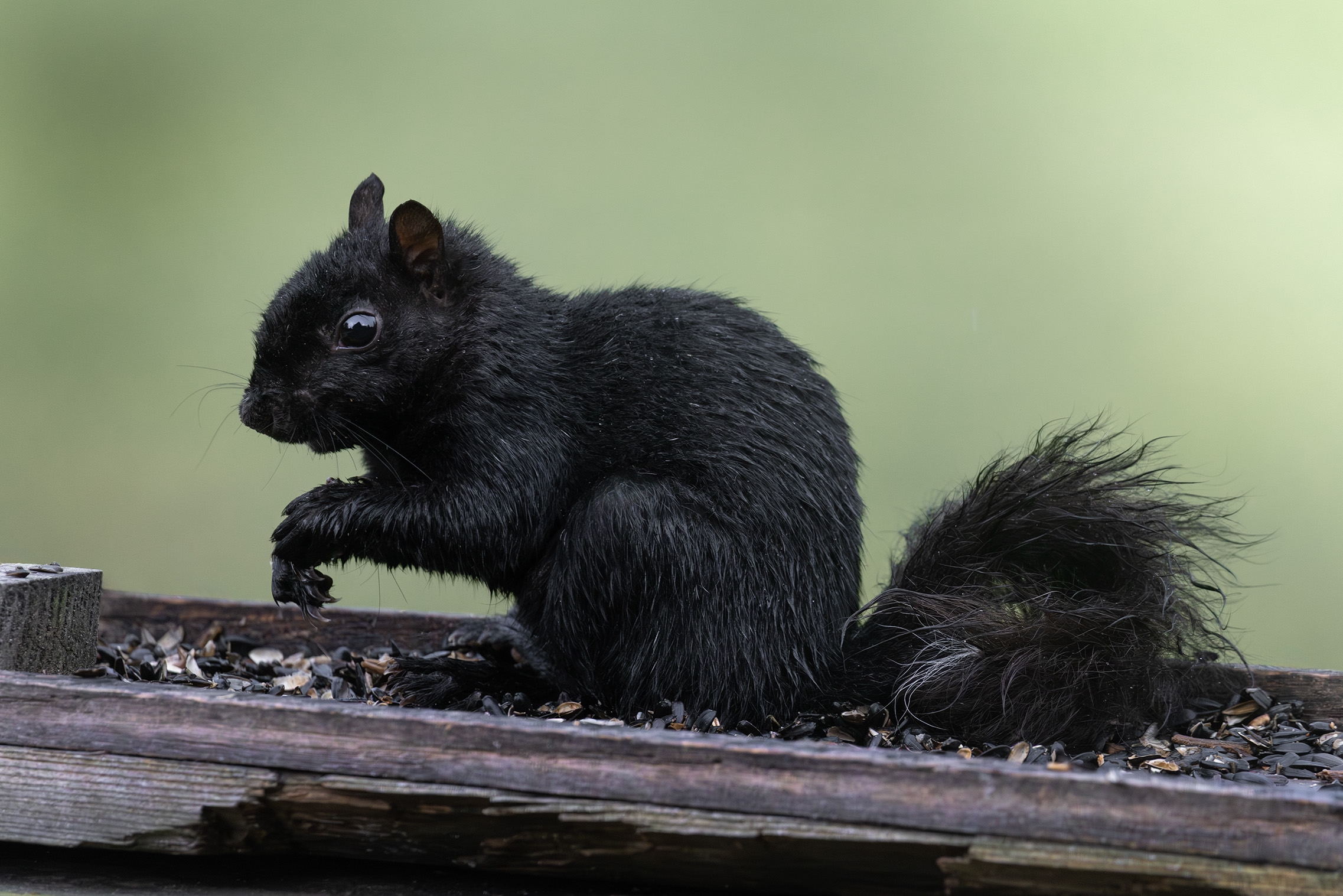 496A5984-2 Black Squirrel s.jpg