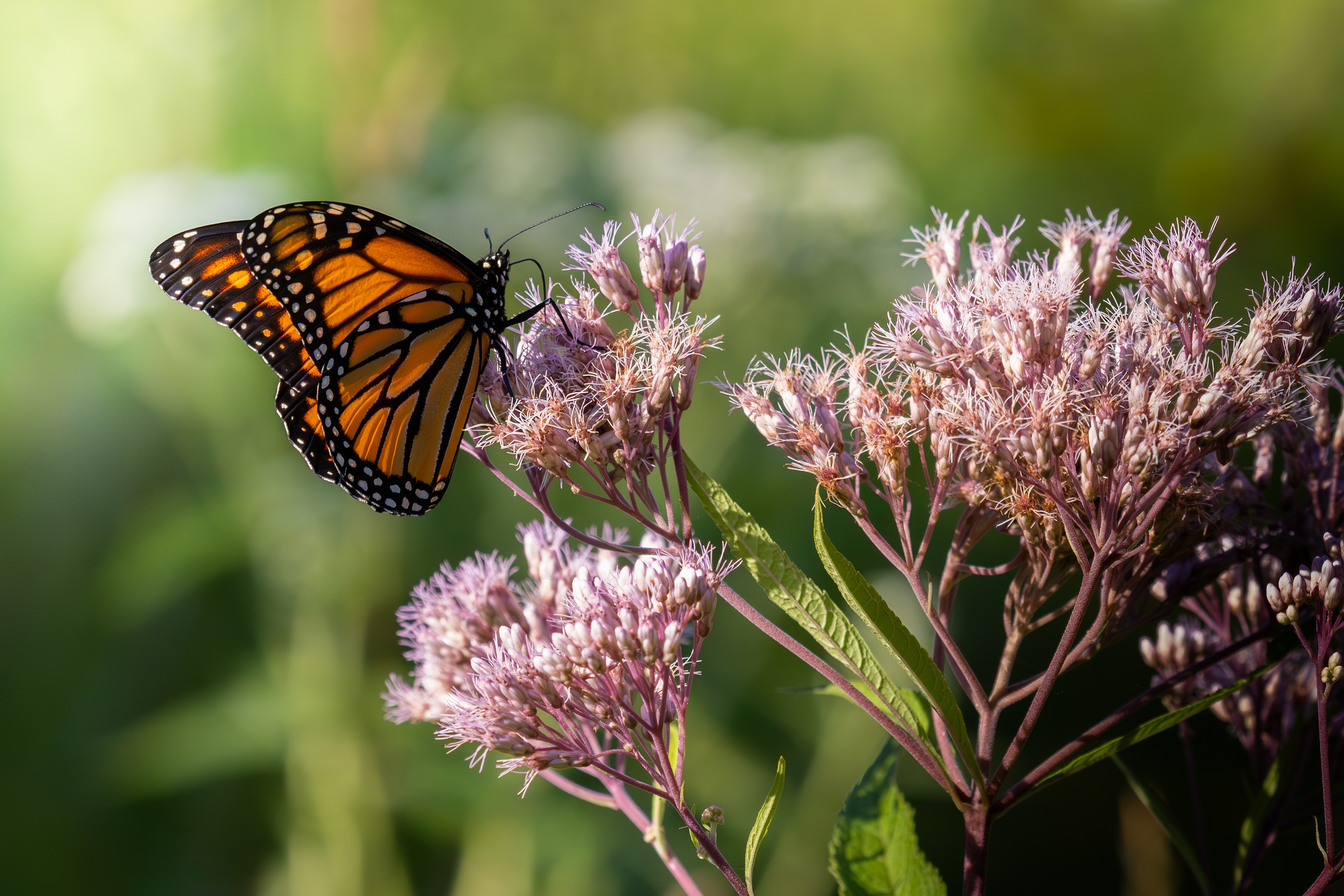 496A6335 Butterfly s.jpg