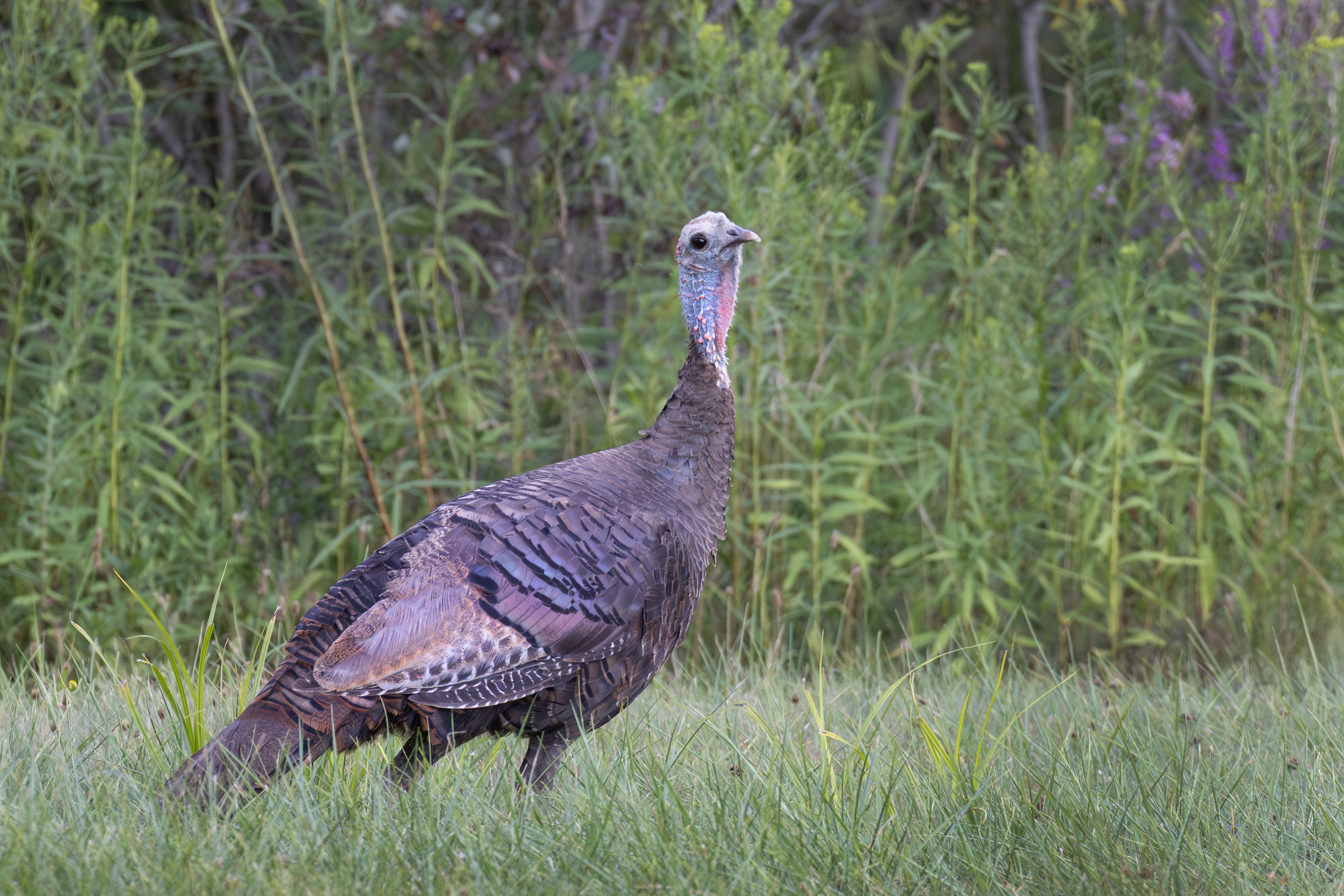 496A6358 Turkey.jpg