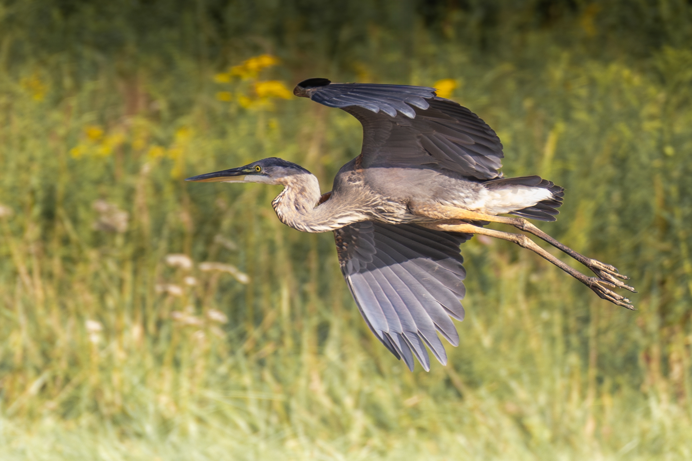 496A6365 Blue Heron.jpg