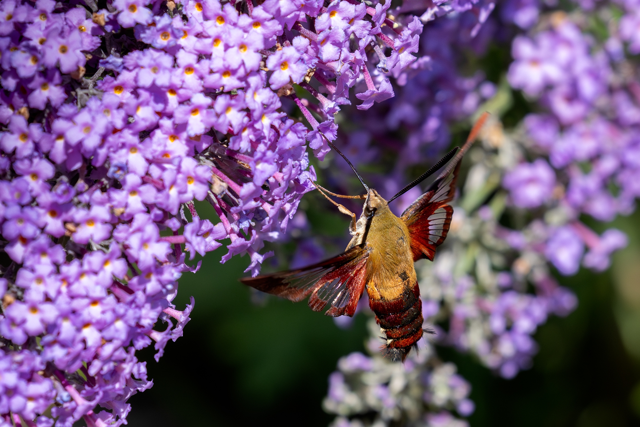 496A6641 Hawk Moth.jpg