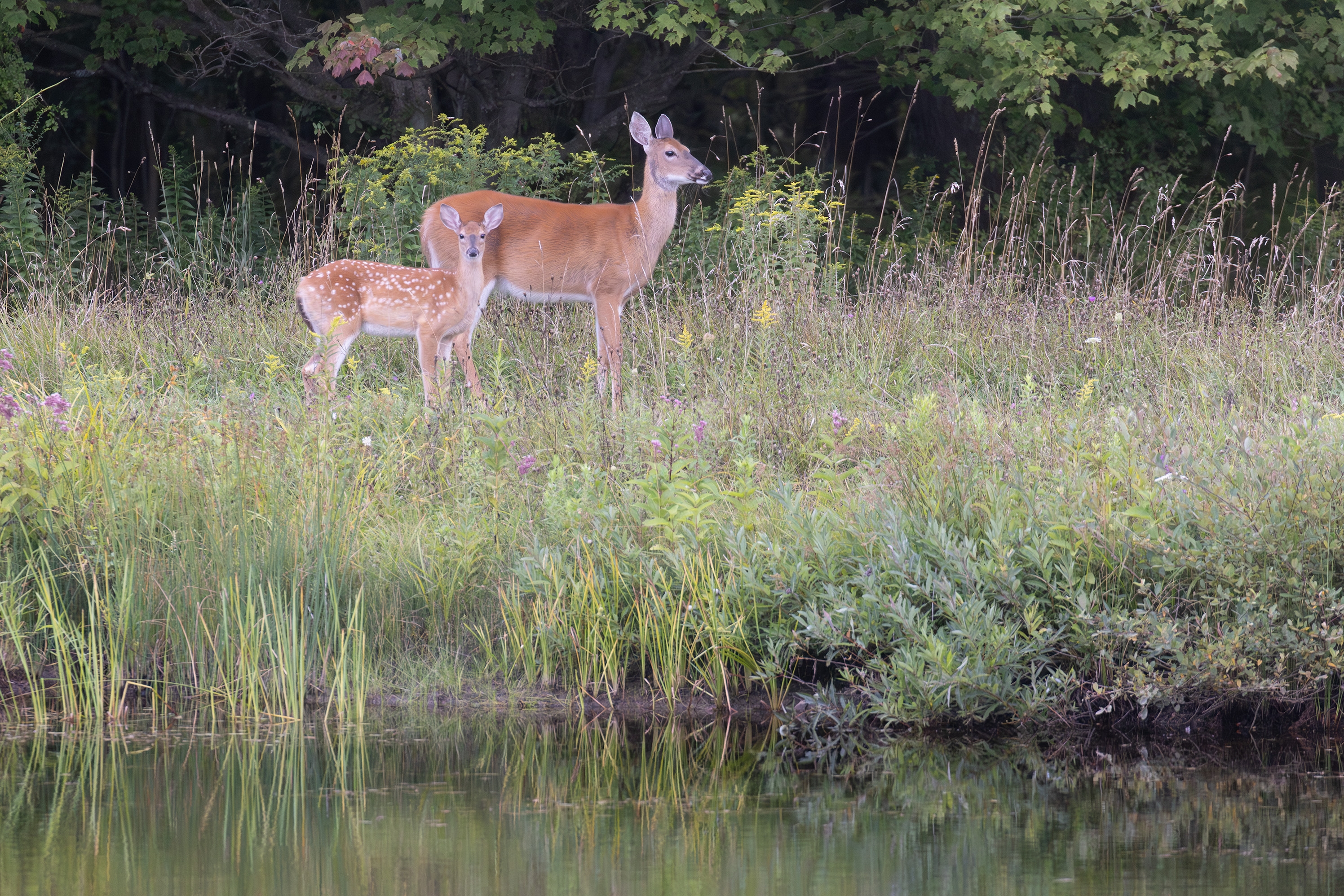 496A6726 Deer s.jpg