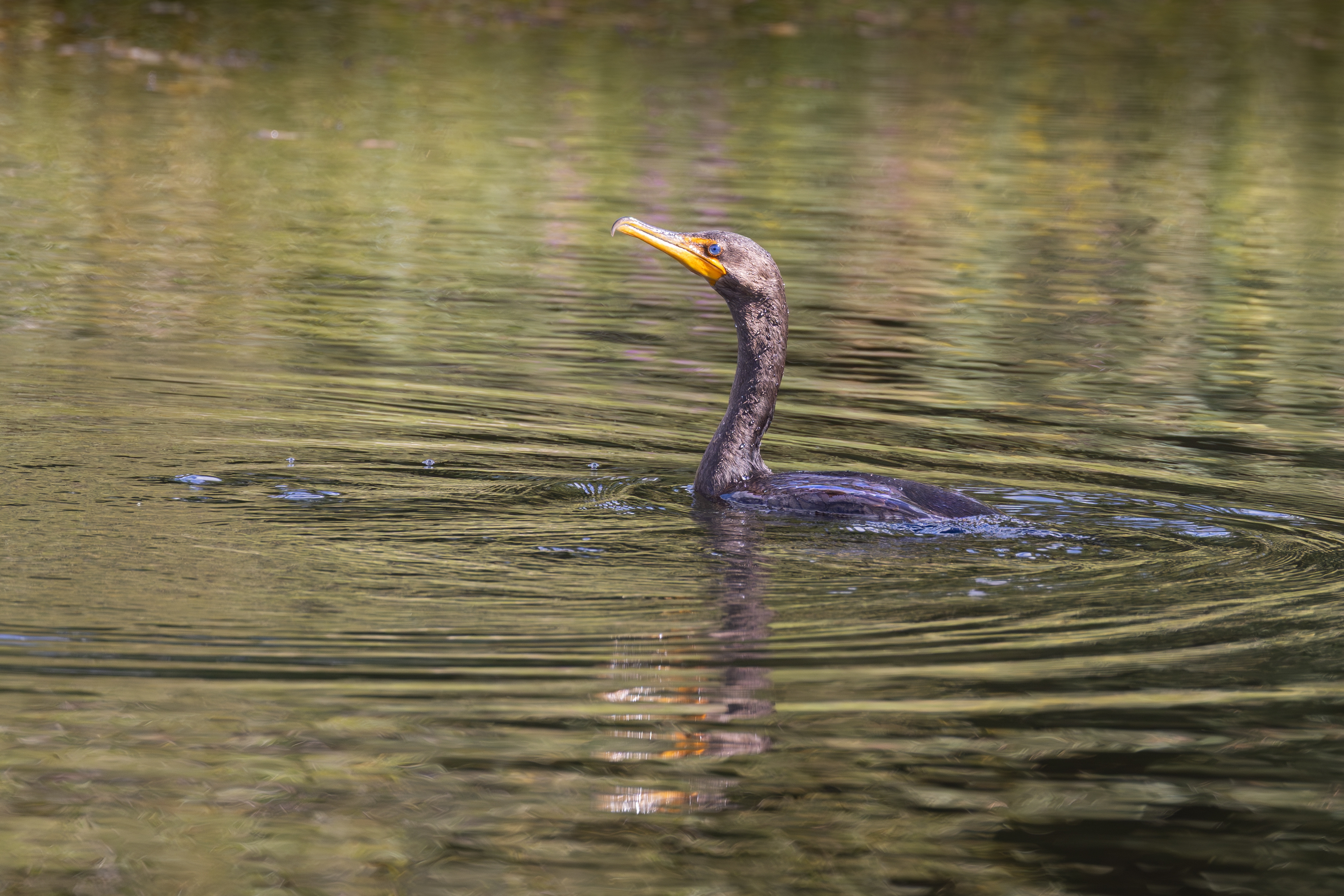 496A6812  Double-crested Cormorant.jpg