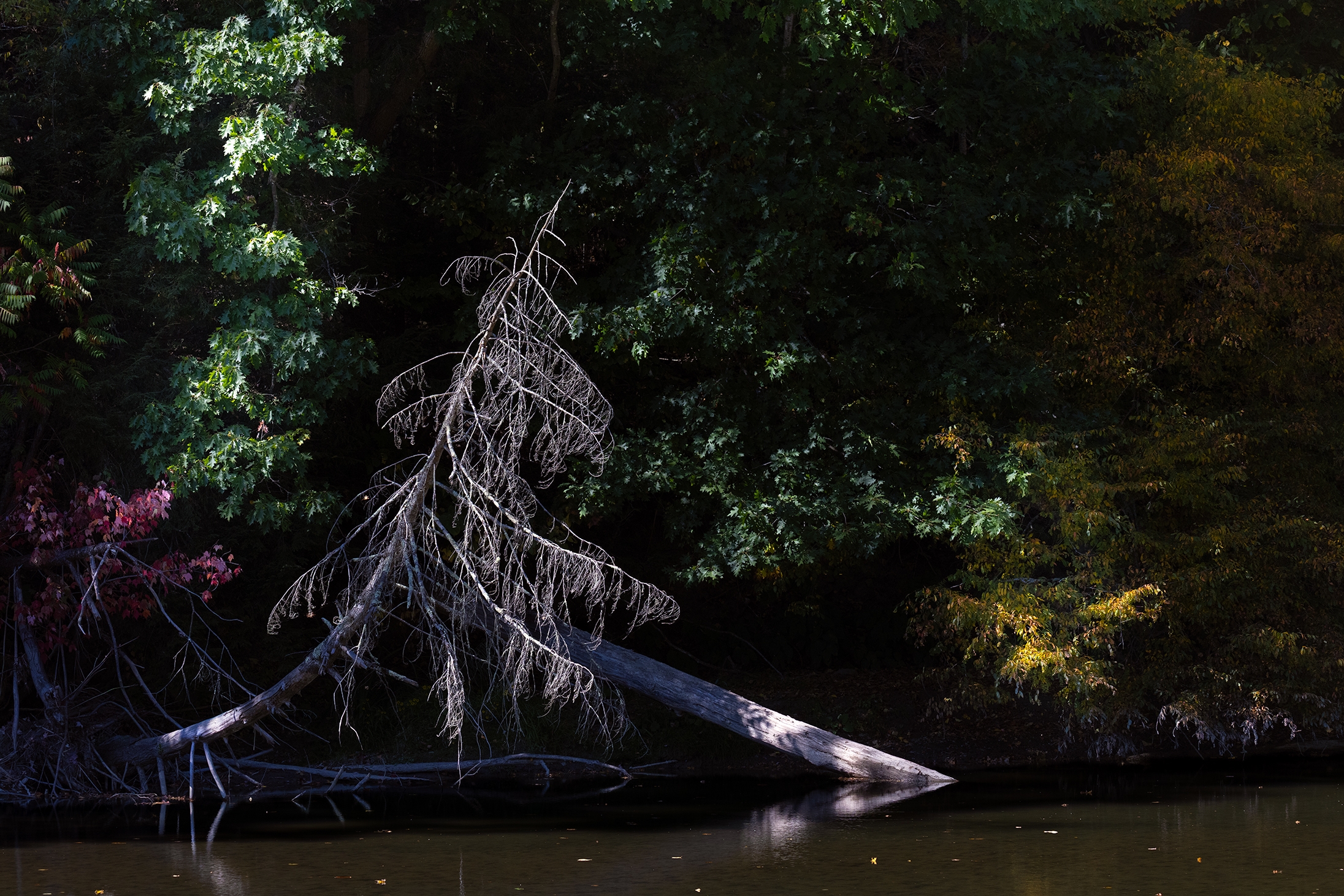 496A6888 Fall Tree S.jpg