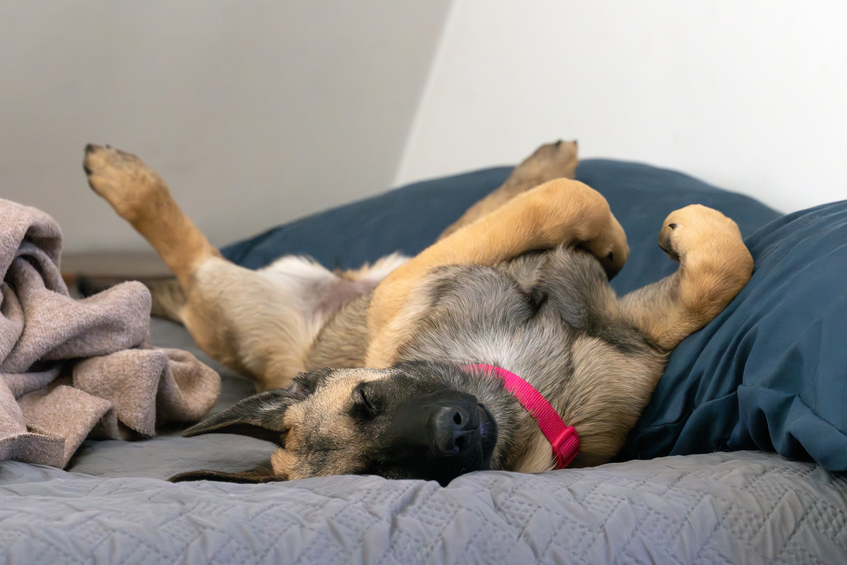 496A7180 puppy m.jpg
