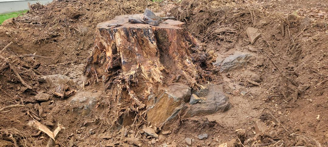 50 INCH OAK STUMP.jpg