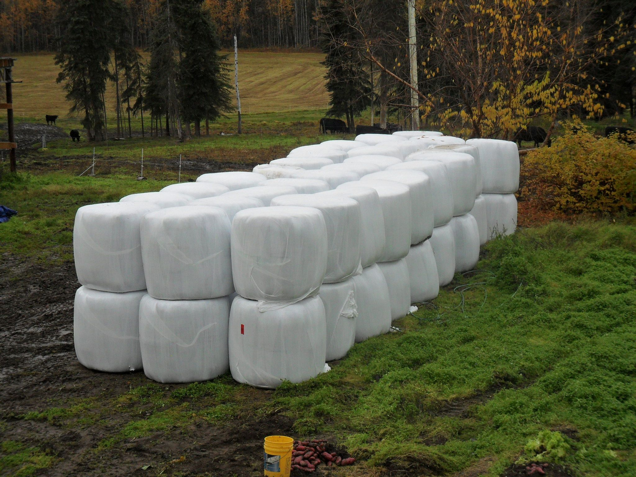 54 wrapped bales.jpg