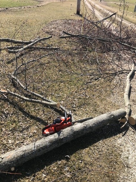 5tree251111.jpg
