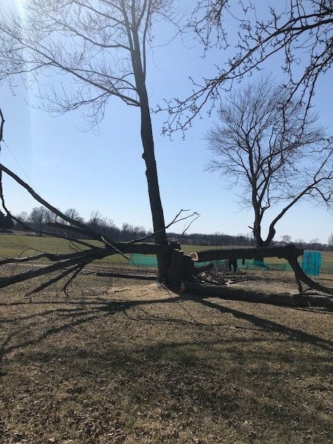 5tree49000.jpg