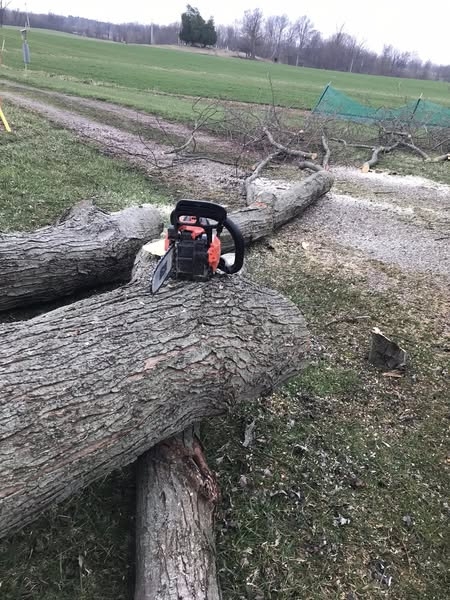 5tree55555.jpg