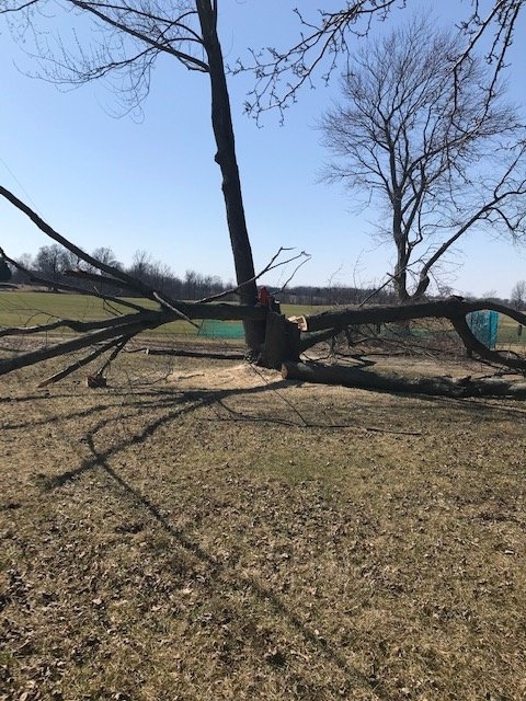 5treeeeee.jpg