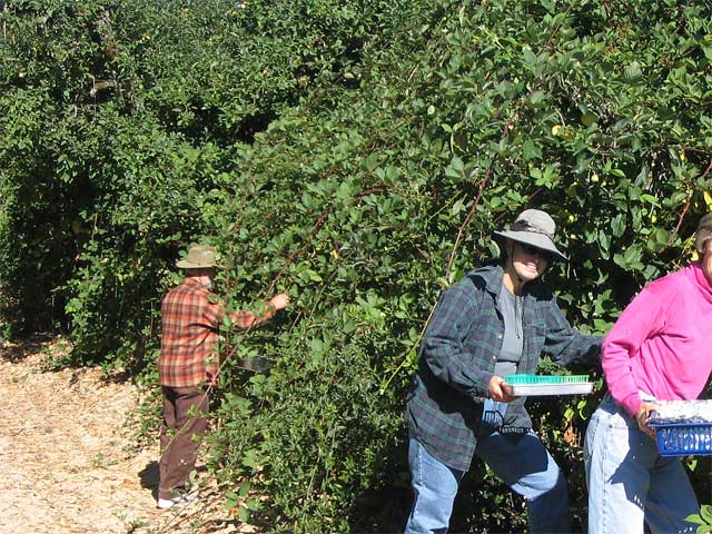 743357-img_5710rpickberries-jpg.45317