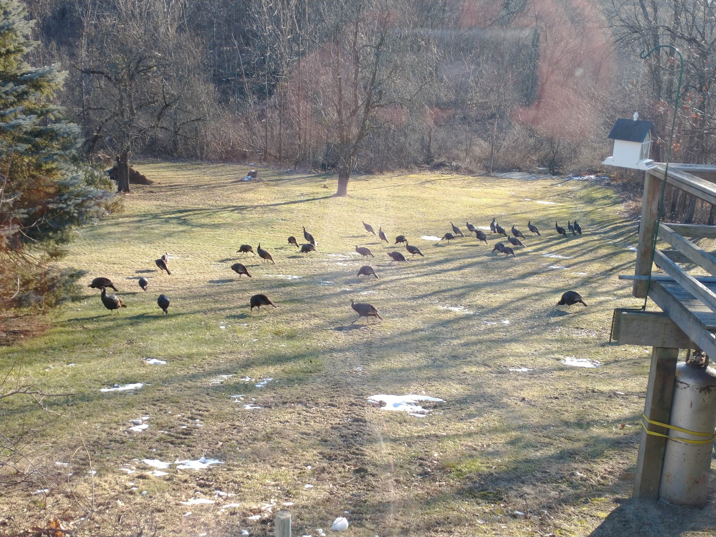 8 feb turkeys 1 lo res.jpg