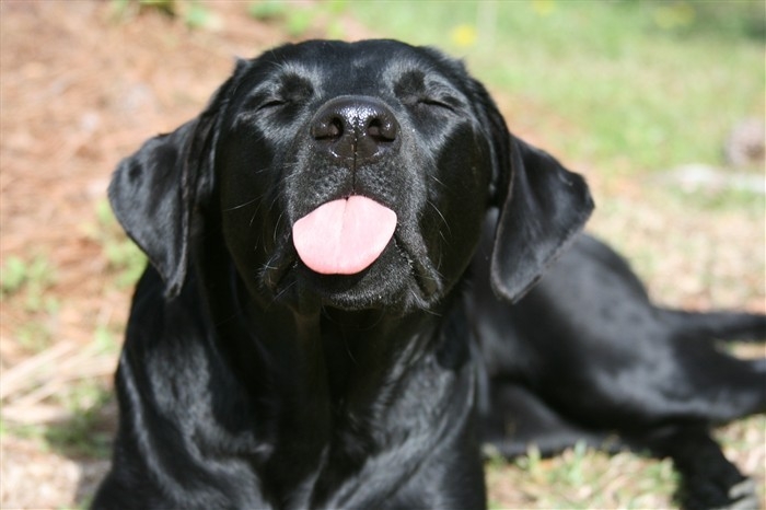 805132367-dog_sticking_his_tongue_out_at_you.jpeg