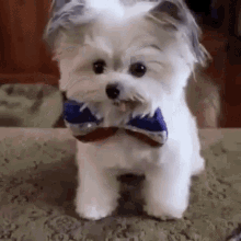 8108C144-84C8-4090-BF7E-0B67F8F8720A.gif