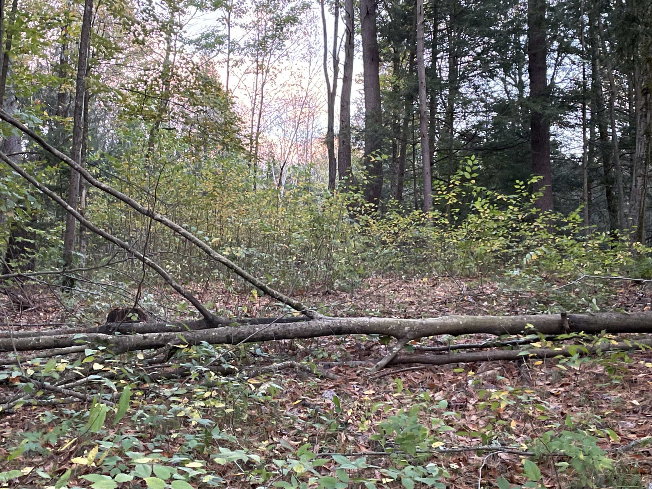 813365A9-0065-4AD3-B65E-5F6A4488766F.jpeg