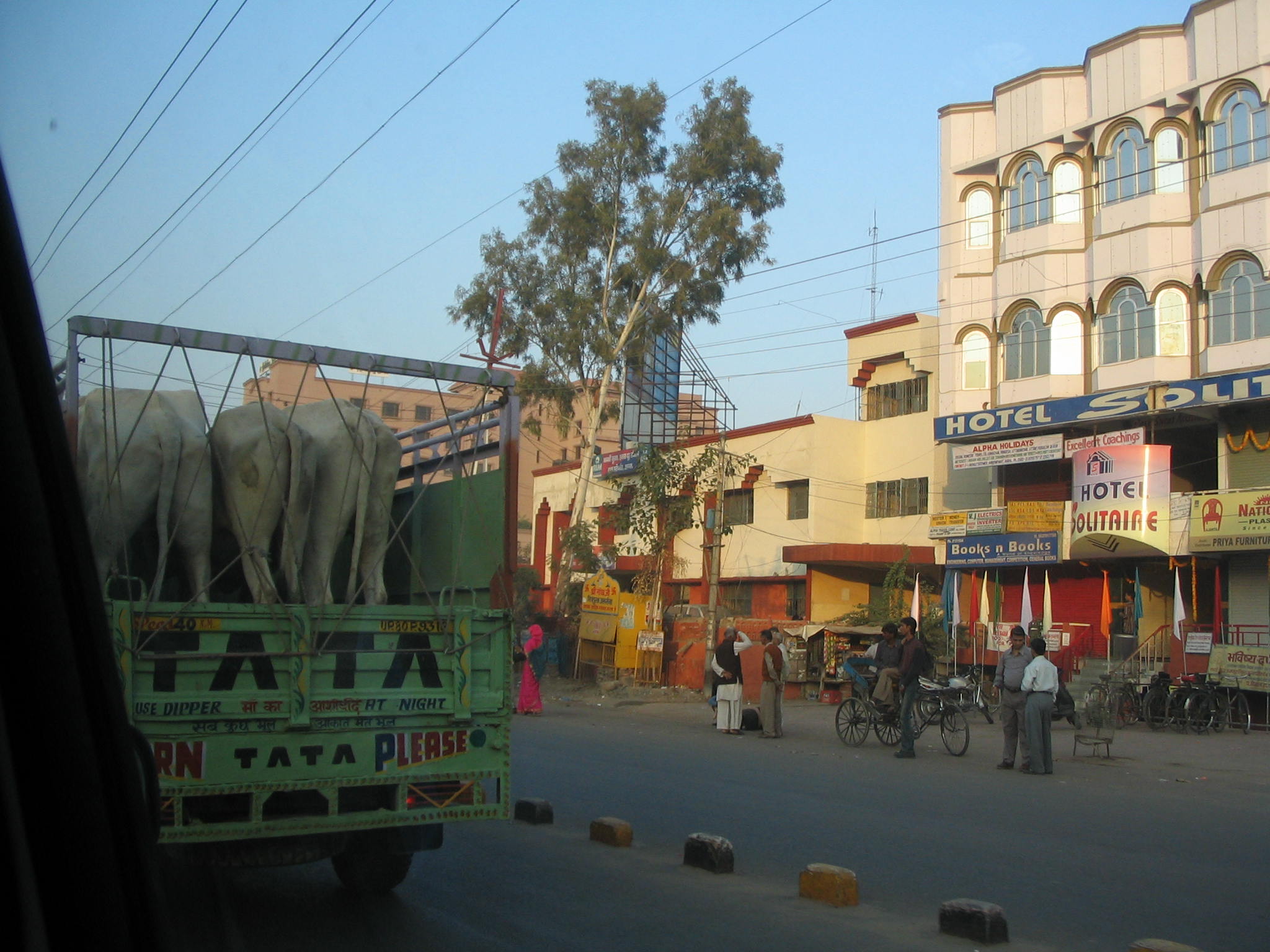 918indiacowsinpickup-jpg.467332