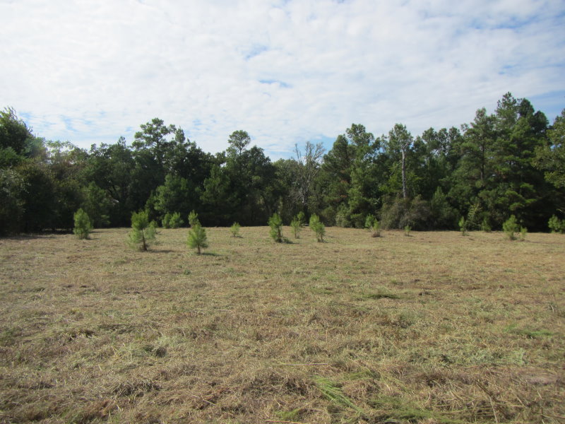 After mowing 2.jpg
