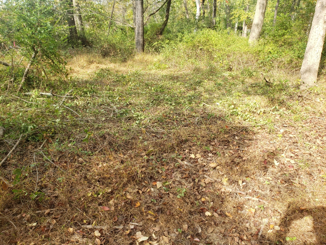AfterBush20211016_114117.jpg