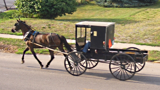 amish-hack-buggy.jpg