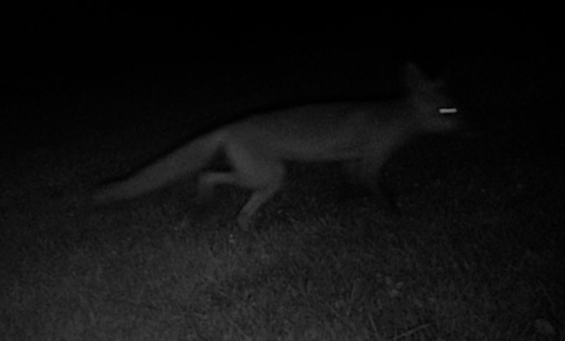 animal.JPG