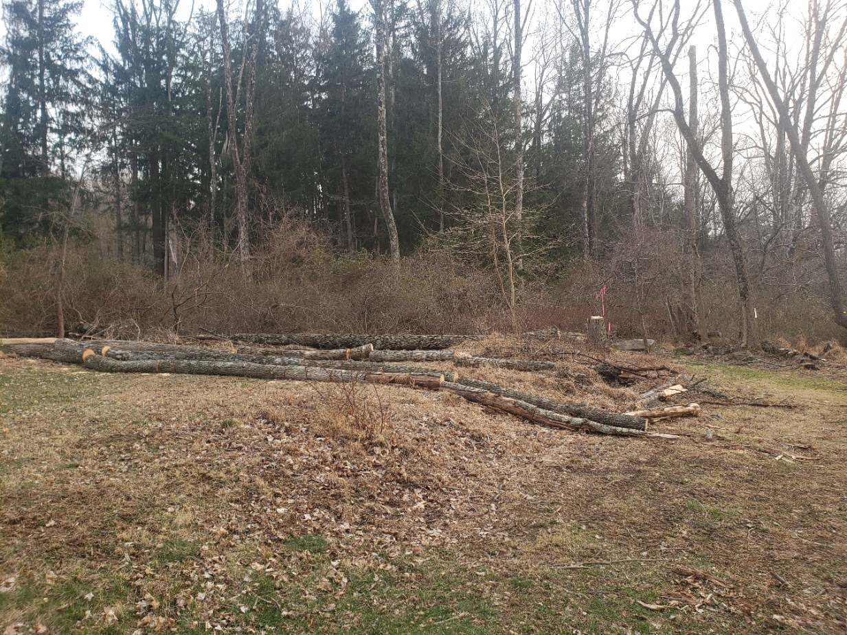 Another Ash20220318_180810.jpg
