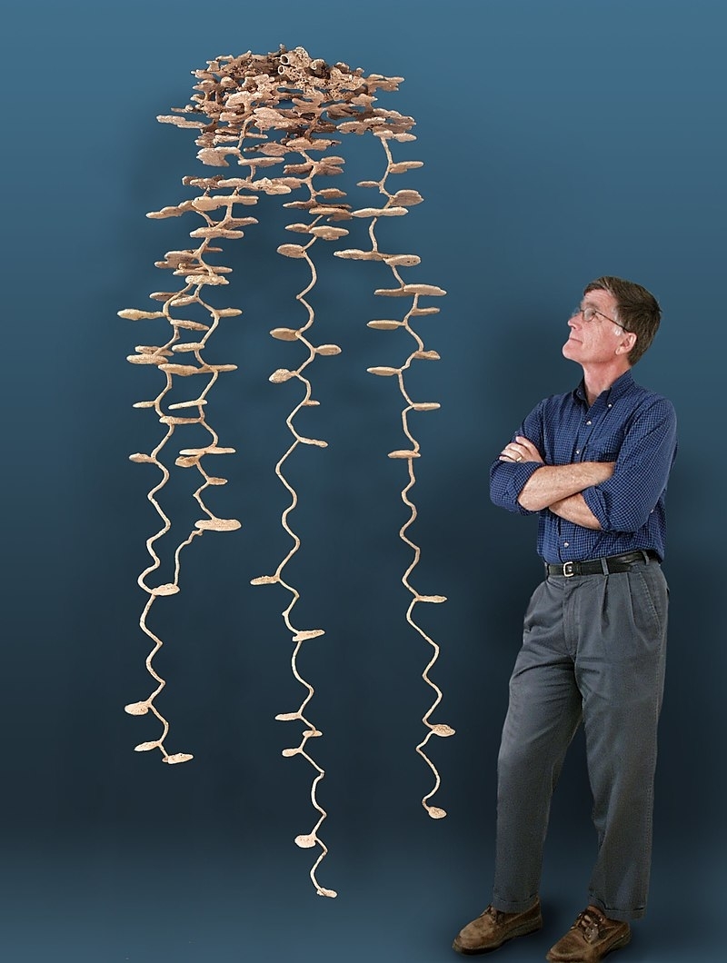 Ant Colony.jpg