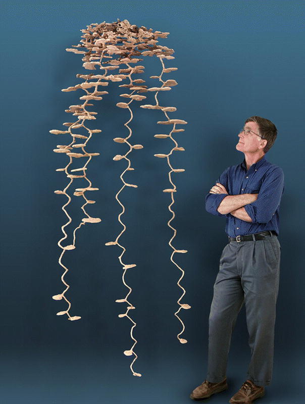 Ant_Nest.jpg