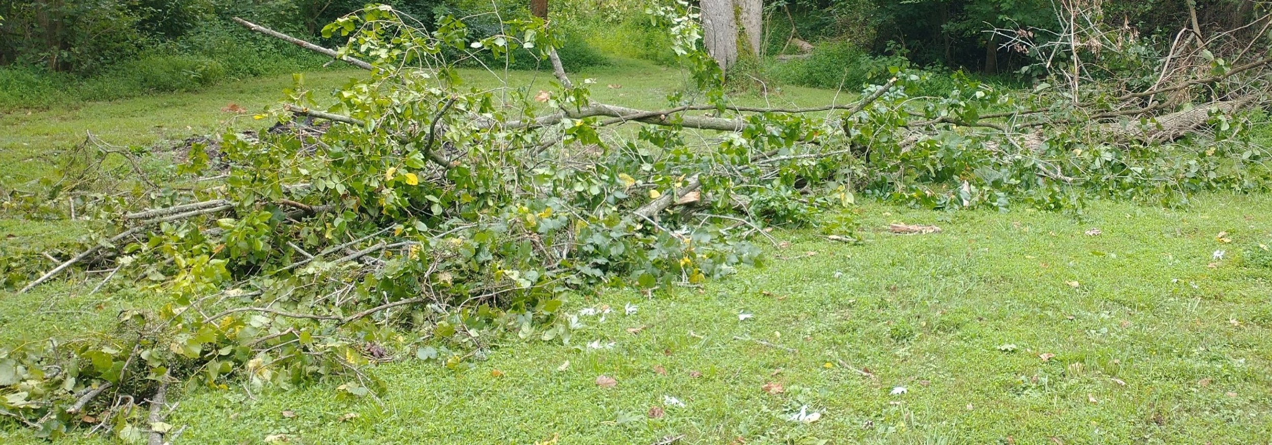 Ash down.jpg