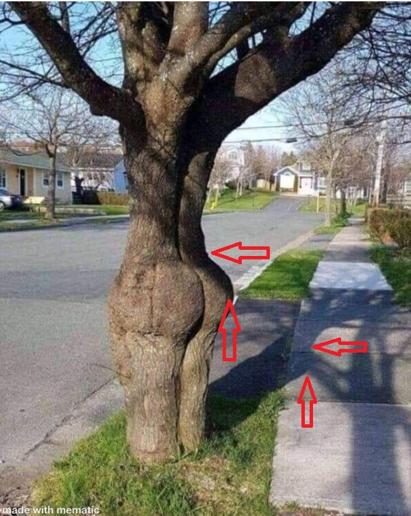 assh tree.jpg