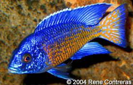 Aulonocara stuartgranti (Ngara).jpeg