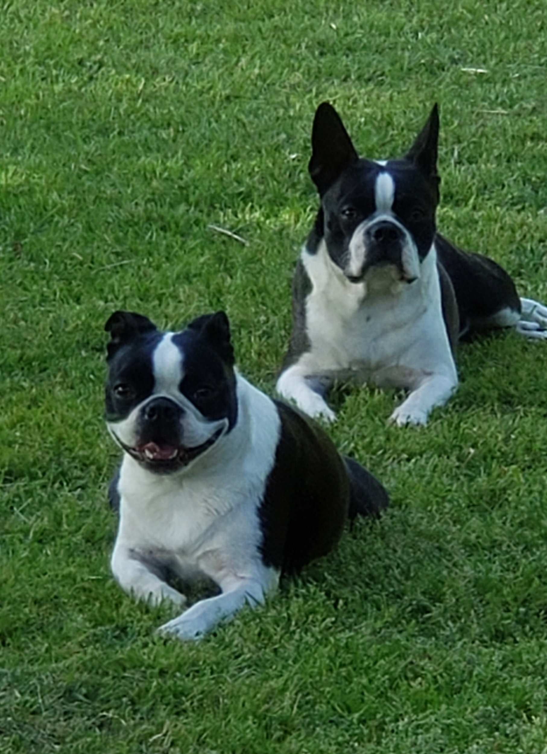 Baby Dogs .jpg