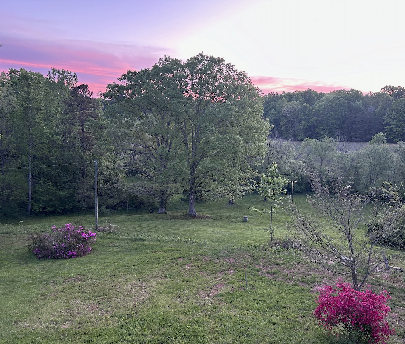 BACK YARD.png