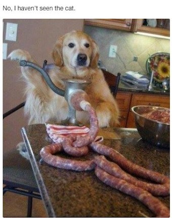 bad dog.jpg