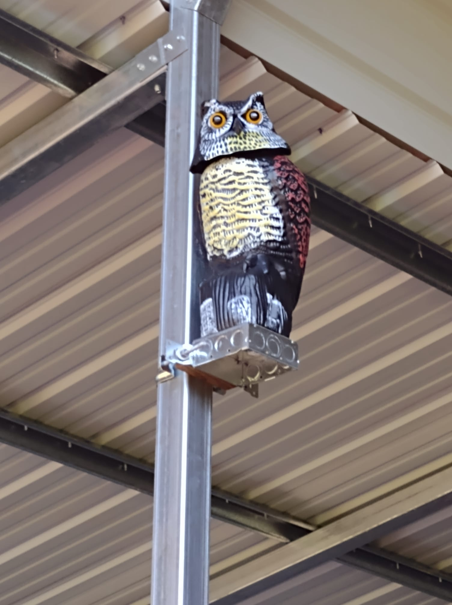 barn-owl.jpg