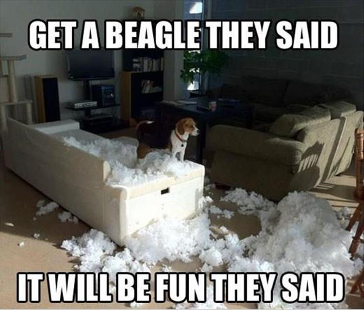 Beagle.jpg