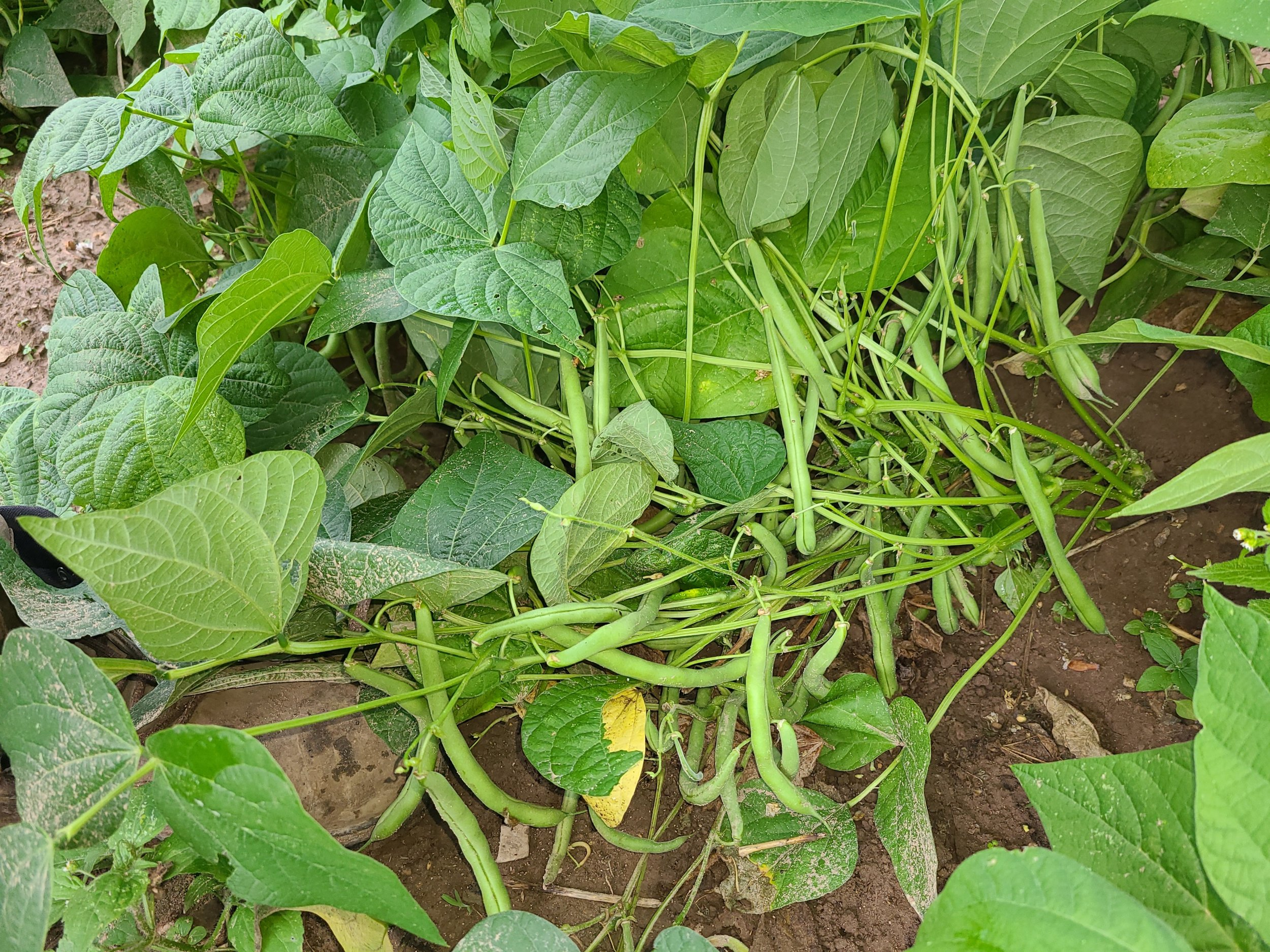 beans.jpg