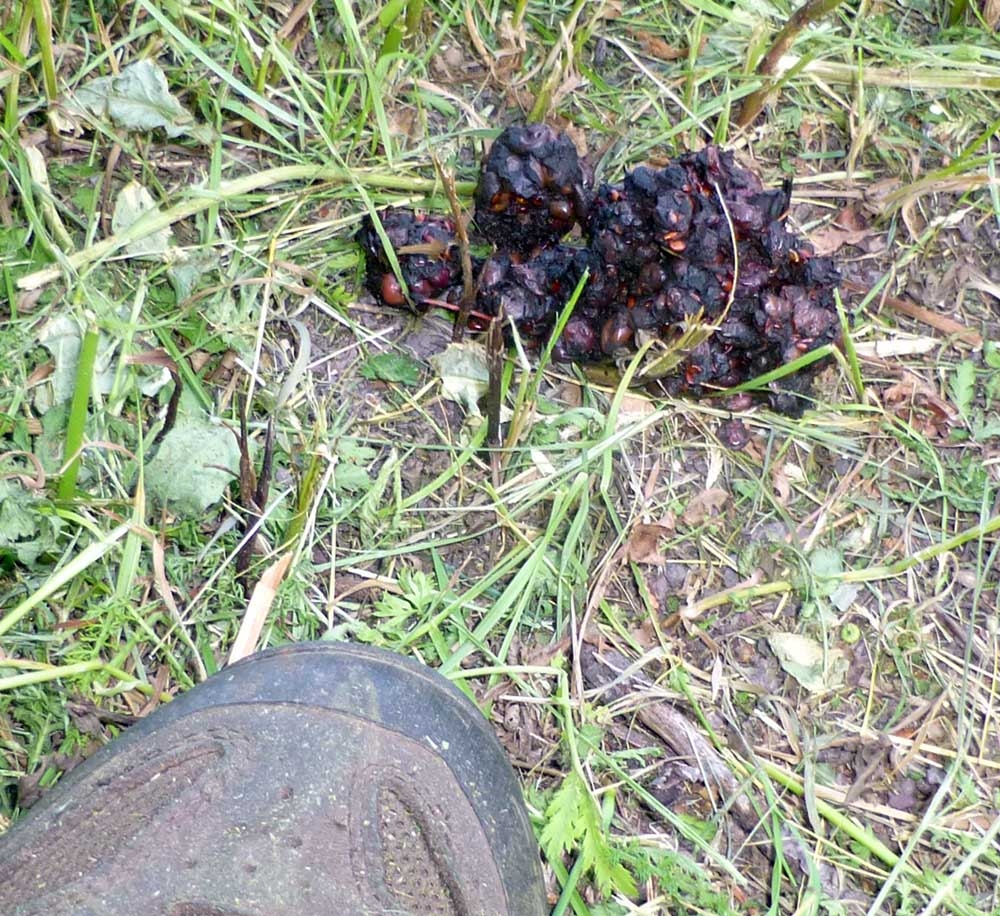 bearcrap561.jpg