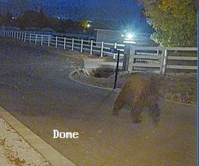 BearDriveway1.jpg