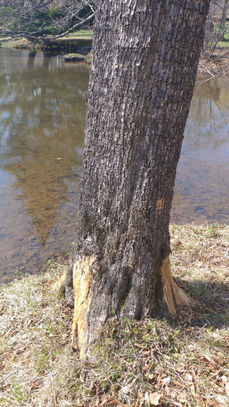 beaverb.jpg